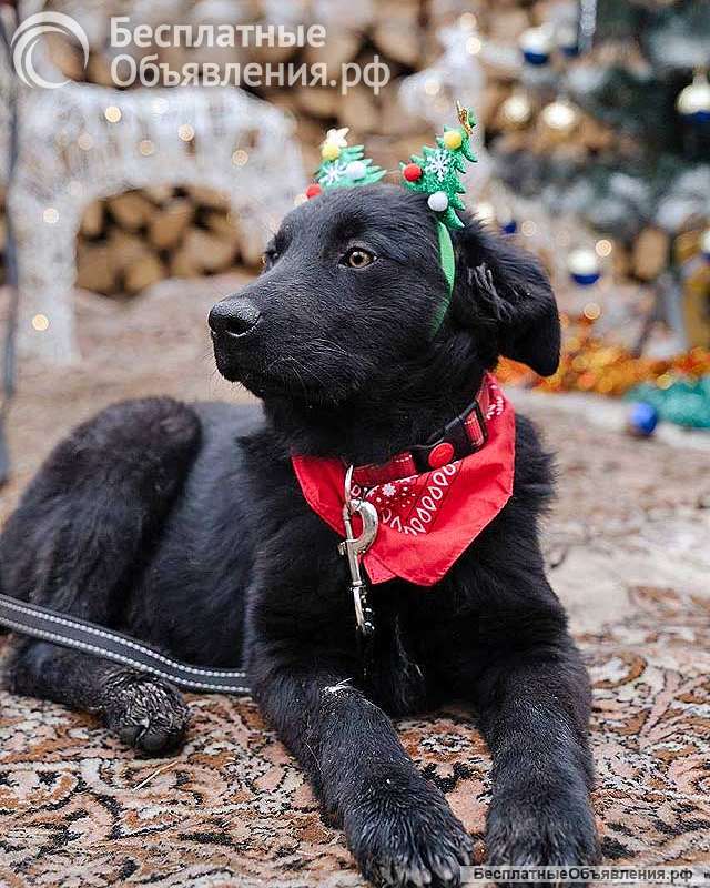 Ищет дом очаровательный щенок-подросток Мишутка