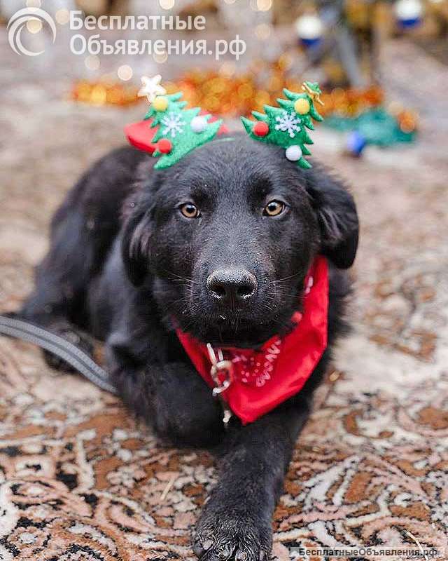 Ищет дом очаровательный щенок-подросток Мишутка