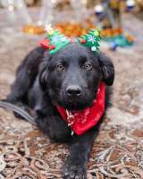 Ищет дом очаровательный щенок-подросток Мишутка