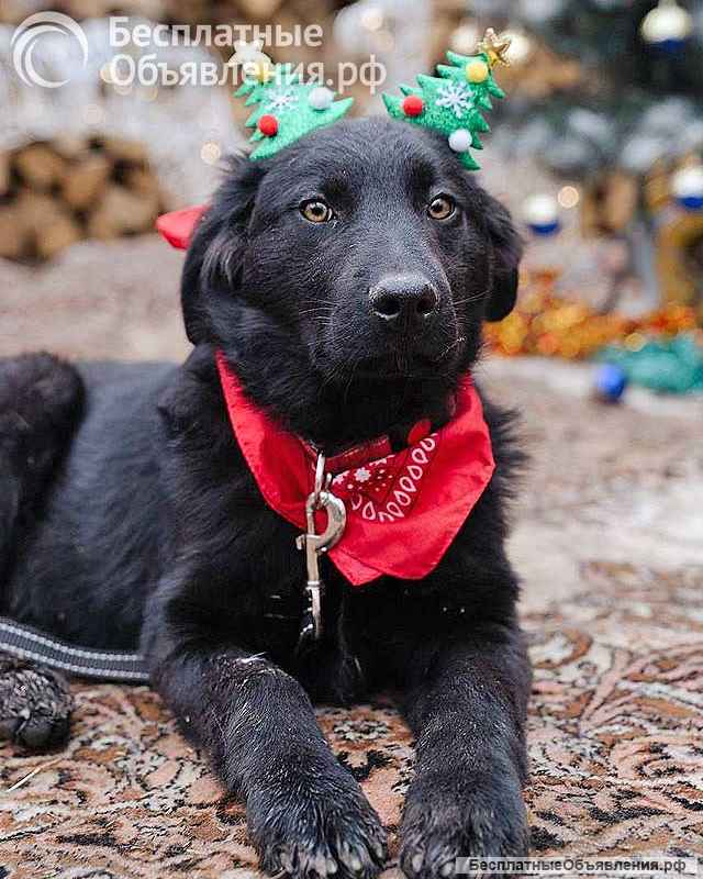 Ищет дом очаровательный щенок-подросток Мишутка