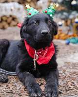 Ищет дом очаровательный щенок-подросток Мишутка