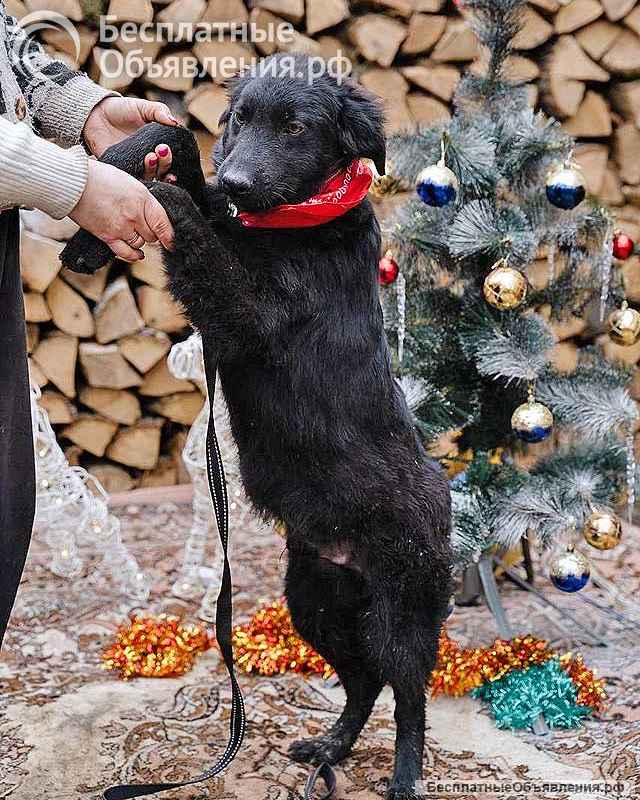 Ищет дом очаровательный щенок-подросток Мишутка