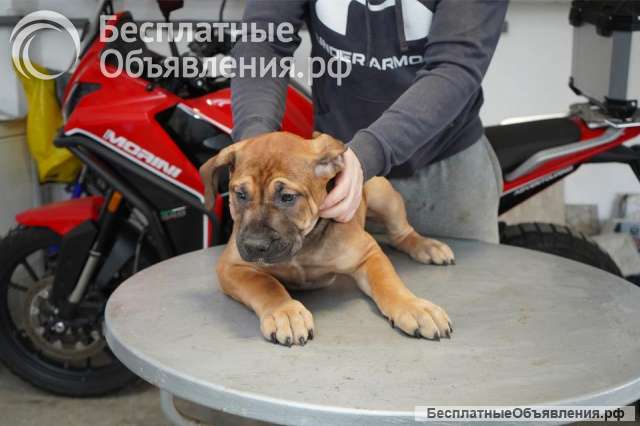 Южноафриканский мастиф щенки бурбуля