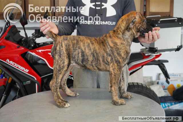 Южноафриканский мастиф щенки бурбуля