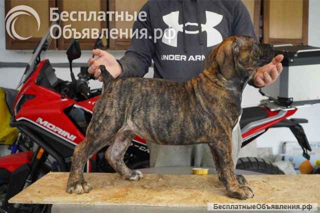 Южноафриканский мастиф щенки бурбуля