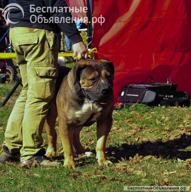Южноафриканский мастиф щенки бурбуля