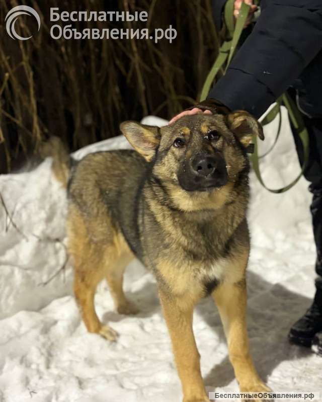 Ласковая девочка Алиса ищет своих родителей
