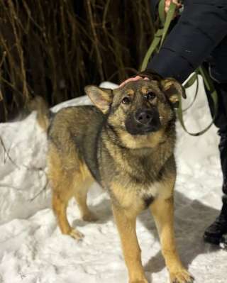 Ласковая девочка Алиса ищет своих родителей