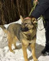 Ласковая девочка Алиса ищет своих родителей