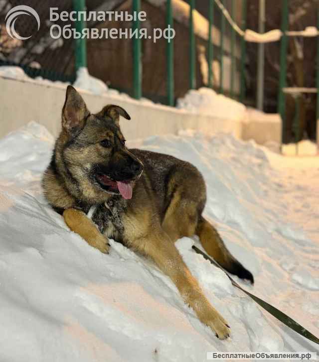 Ласковая девочка Алиса ищет своих родителей