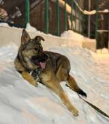 Ласковая девочка Алиса ищет своих родителей