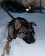 Ласковая девочка Алиса ищет своих родителей