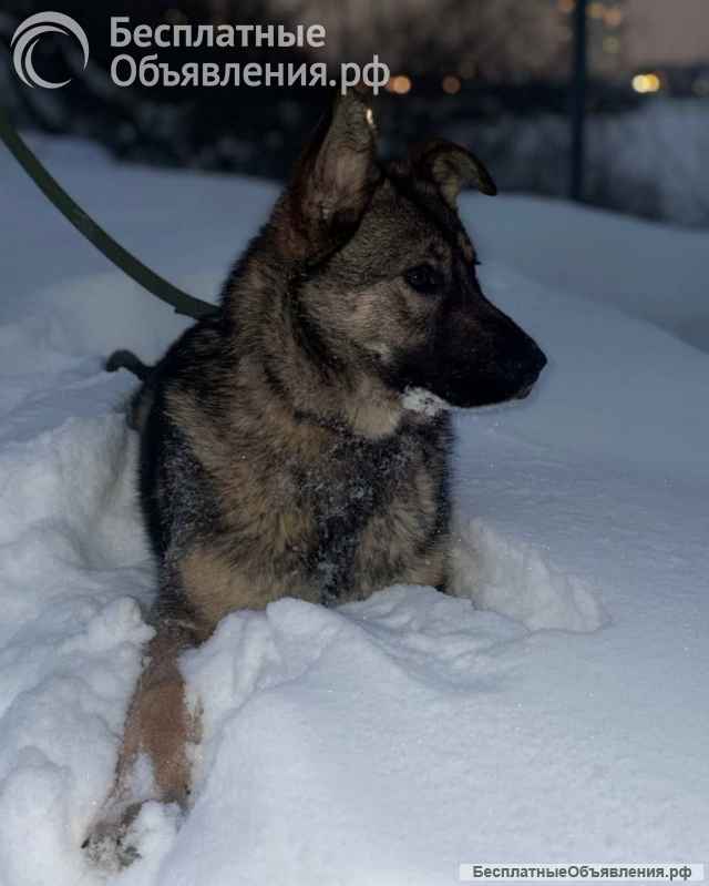 Ласковая девочка Алиса ищет своих родителей