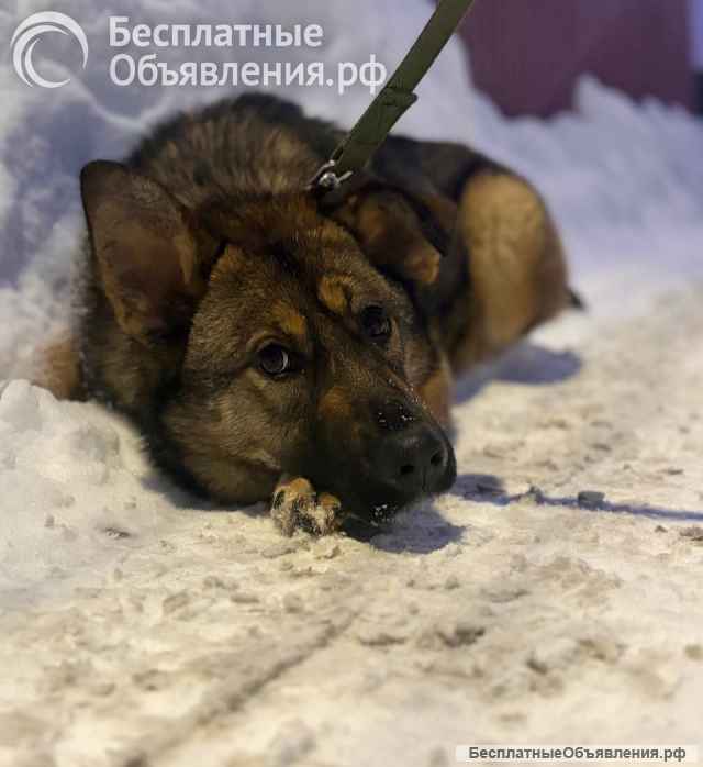 Ласковая девочка Алиса ищет своих родителей