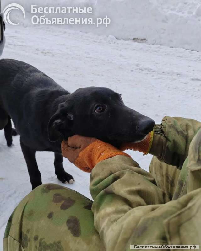 Щенок в добрые руки