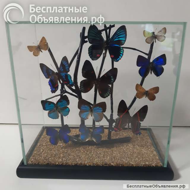 Бабочки коллекционные