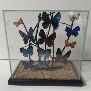 Бабочки коллекционные