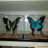 Бабочки коллекционные