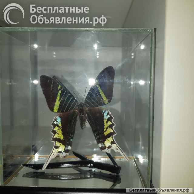 Бабочки коллекционные