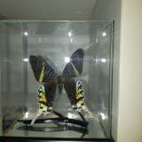 Бабочки коллекционные