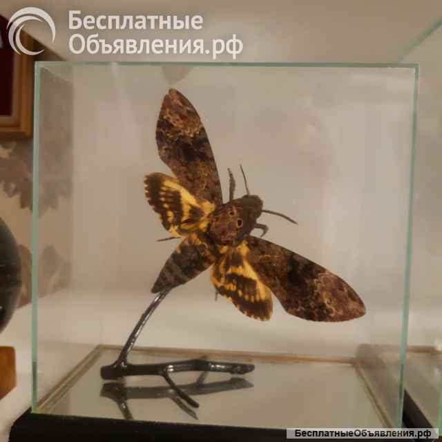 Бабочки коллекционные