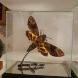 Бабочки коллекционные
