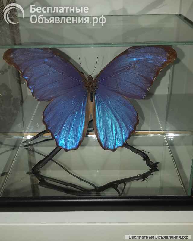 Бабочки коллекционные