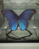 Бабочки коллекционные