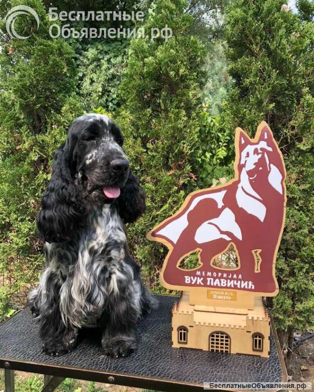 Английский кокер-спаниель красивые щенки