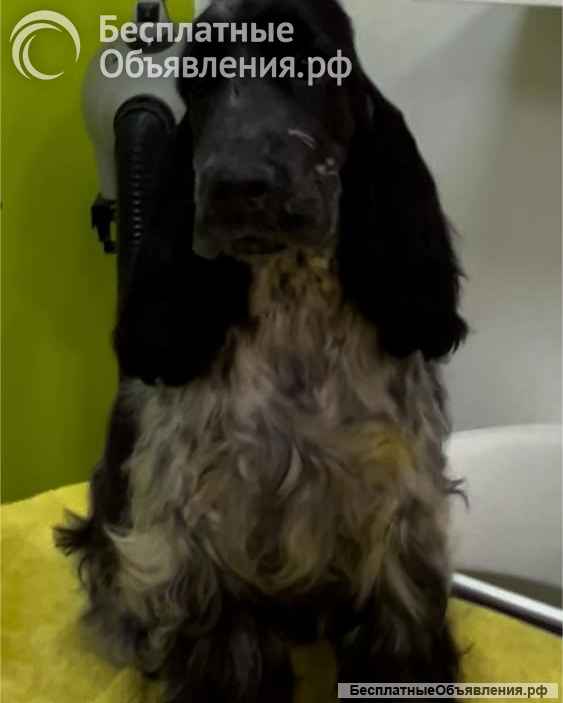 Английский кокер-спаниель красивые щенки