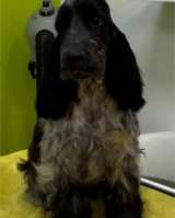 Английский кокер-спаниель красивые щенки