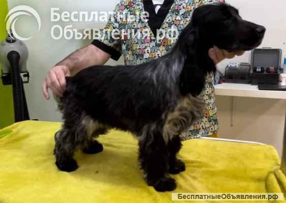 Английский кокер-спаниель красивые щенки