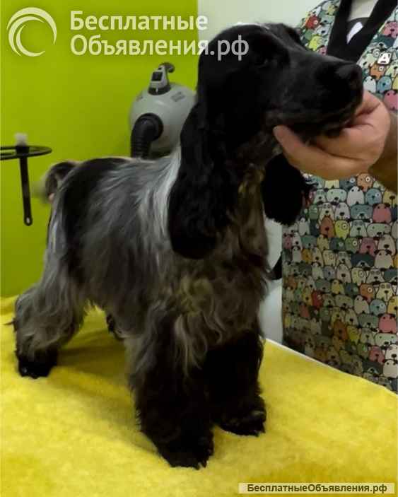 Английский кокер-спаниель красивые щенки