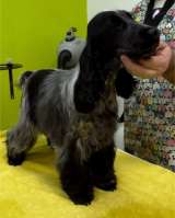 Английский кокер-спаниель красивые щенки