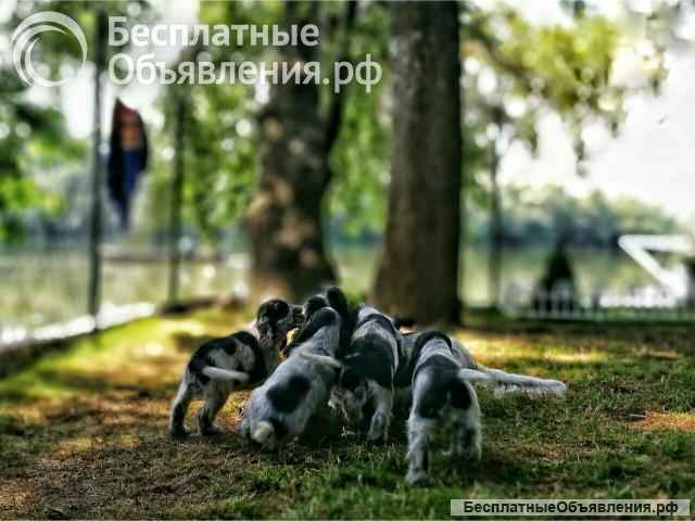 Английский кокер-спаниель красивые щенки