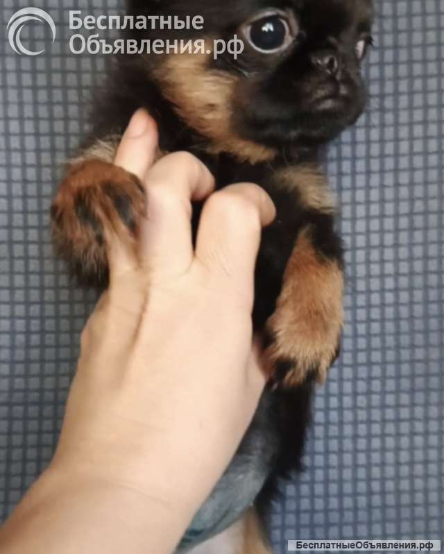 Девочка пти-брабансон черно-подпалого окраса