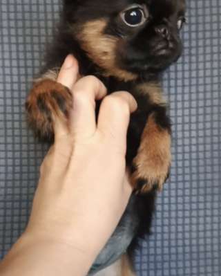 Девочка пти-брабансон черно-подпалого окраса