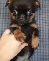 Девочка пти-брабансон черно-подпалого окраса