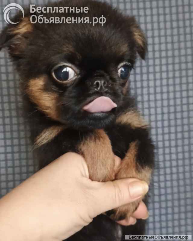 Девочка пти-брабансон черно-подпалого окраса