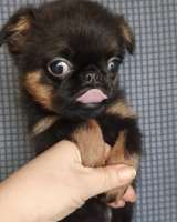 Девочка пти-брабансон черно-подпалого окраса