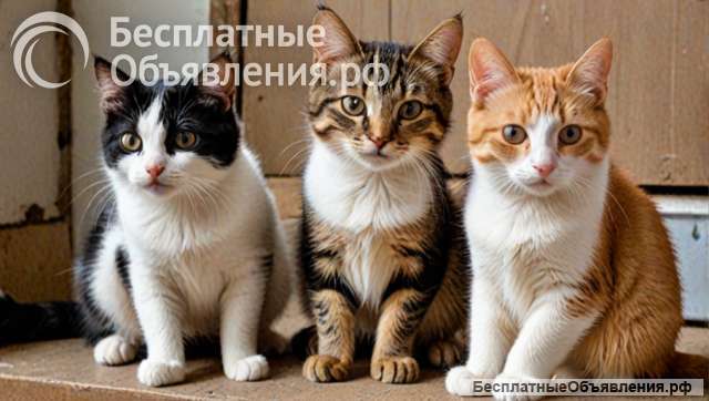 Очень нужна помощь в виде сухого и влажного бюджетного корма