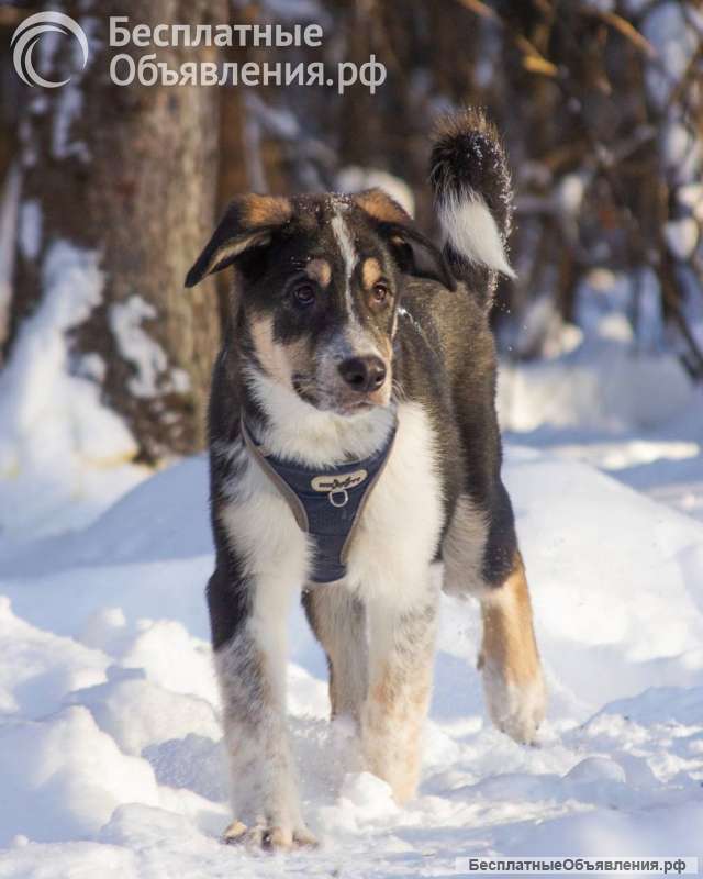 Робби в поисках семьи