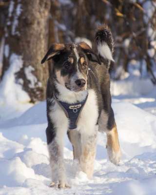 Робби в поисках семьи