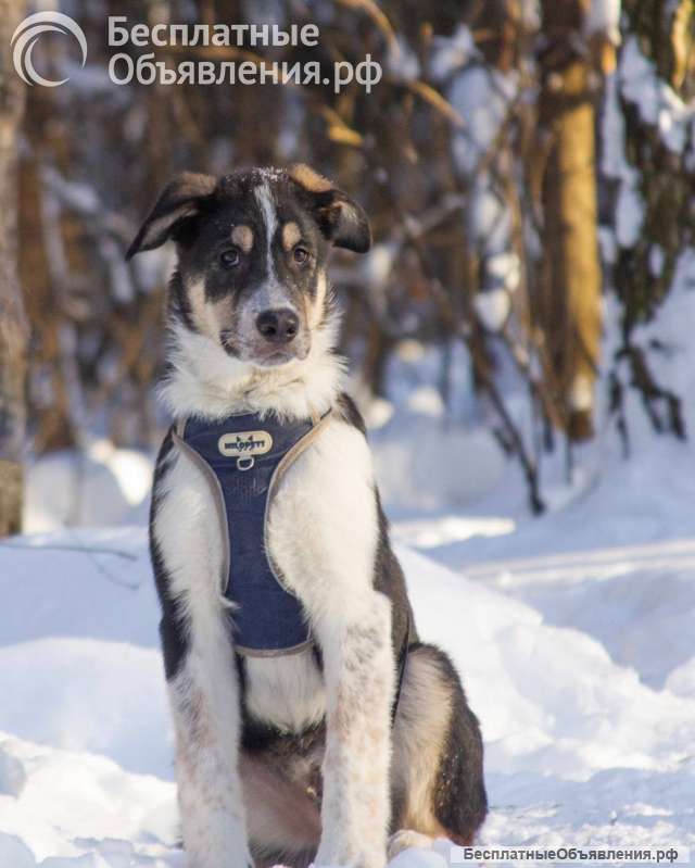 Робби в поисках семьи