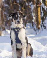 Робби в поисках семьи