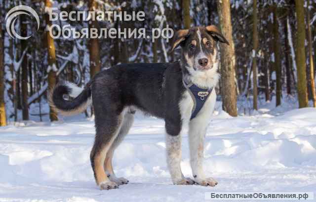 Робби в поисках семьи