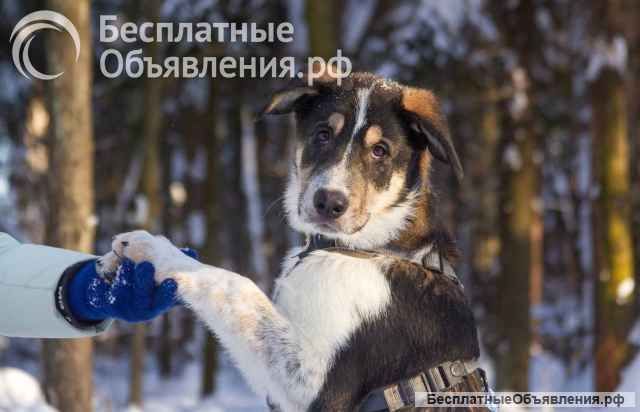 Робби в поисках семьи