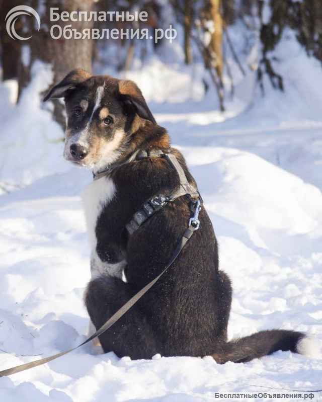 Робби в поисках семьи