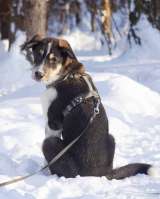 Робби в поисках семьи