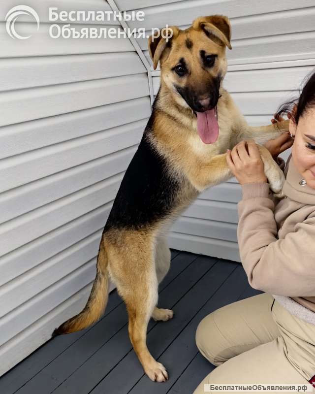 Щенок от немецкой овчарки бесплатно